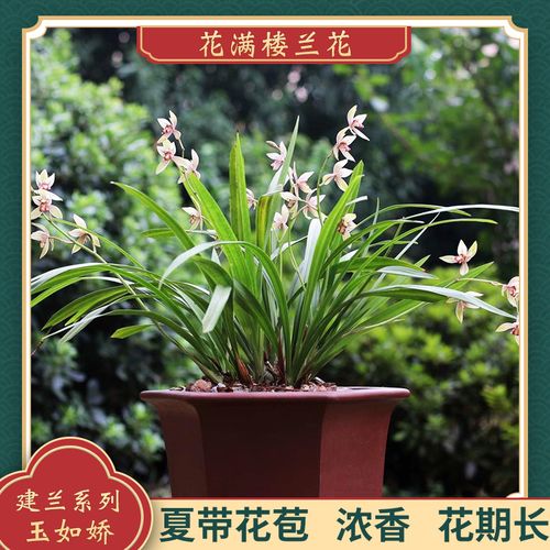 建兰四季兰玉如娇原生老种夏带花苞浓香型客厅花卉好