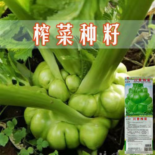 四川榨菜种子 儿菜芥菜大头菜棒菜抱子芥菜 腌制咸菜农家蔬菜种子
