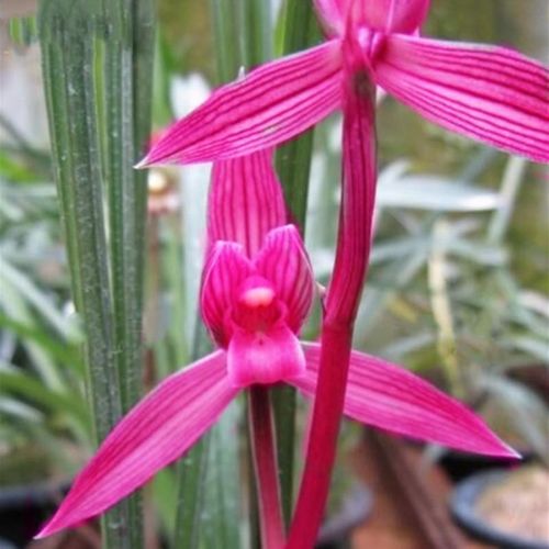 春兰兰花 春剑 都江红素 阳台花卉客厅兰花盆栽 浓香绿植