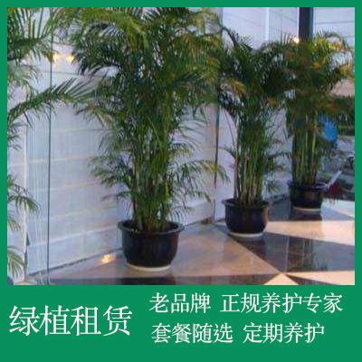 办公室植物租赁南京花卉绿植绿化养护花卉租摆盆栽上门套餐服务
