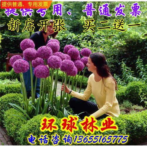 荷兰进口大花葱种球 盆栽花卉植物庭院地栽花种球根茎当年开花