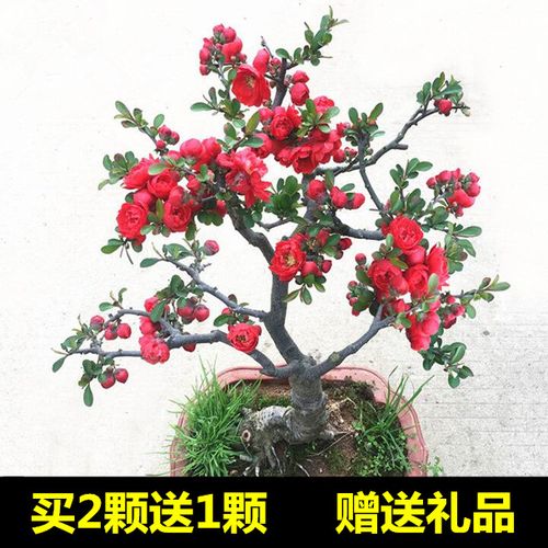 【买2颗送1颗】日本海棠苗海棠花苗盆景花卉植物当年开花3年大苗