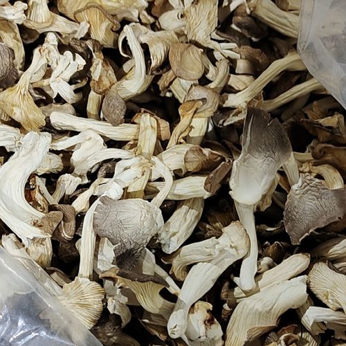 新货免手撕干平菇秀珍菇干凤尾菇菌菇250g/500g煲汤营养菌食用菇