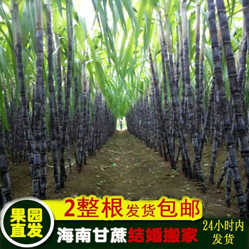 2整根黑皮甘蔗 海南三亚新鲜当季应季水果特产 结婚搬家新居喜事