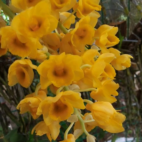 泰国蜜花1斤重 有正常蜜花和栗斑蜜花