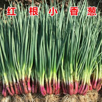 红根小香葱种子四季春秋冬季盆栽蔬菜种孑东方红根小葱阳台小葱籽 50