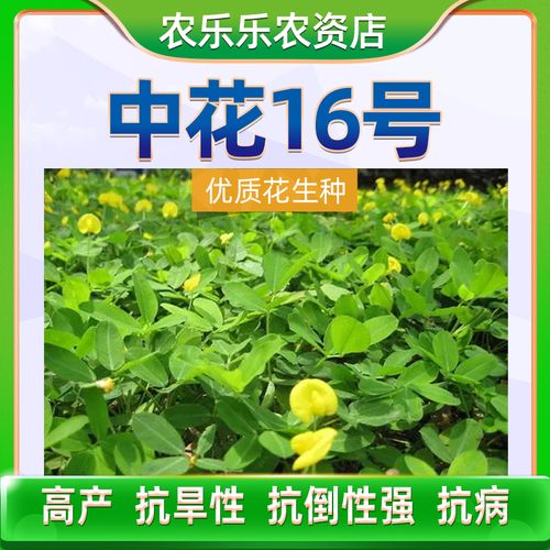 中花16新品种高品质好吃耐旱花生种子发芽率高薄皮米耐淹出油高种