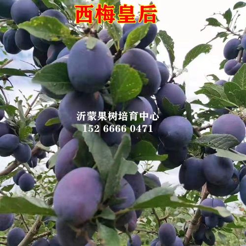 西梅李子树苗南北方种植当年结果盆栽地栽阳台庭院红西梅女神皇后