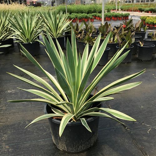 金边凤尾兰龙舌兰花镜植物庭院花园盆栽多年生宿根花卉四季绿植