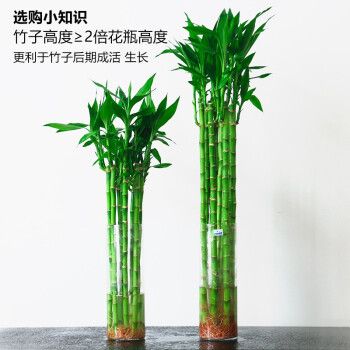 粗杆龙竹观音竹发财竹文昌竹客厅室内水养水培植物花卉办公室办公桌