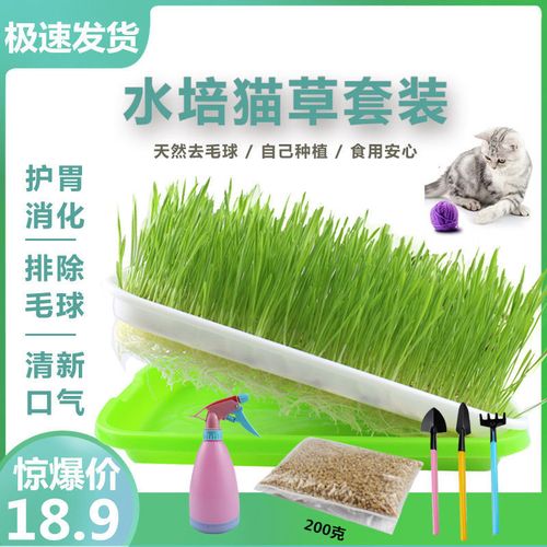 猫草种植套装小麦草种麦苗种子散装麦子种植盘水培榨汁猫草麦芽糖
