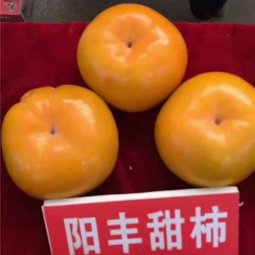 柿子阳丰甜柿种苗