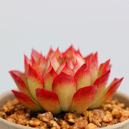 绿意多肉红边系冰边新品多肉植物新手办公室阳台组合盆栽选景天科