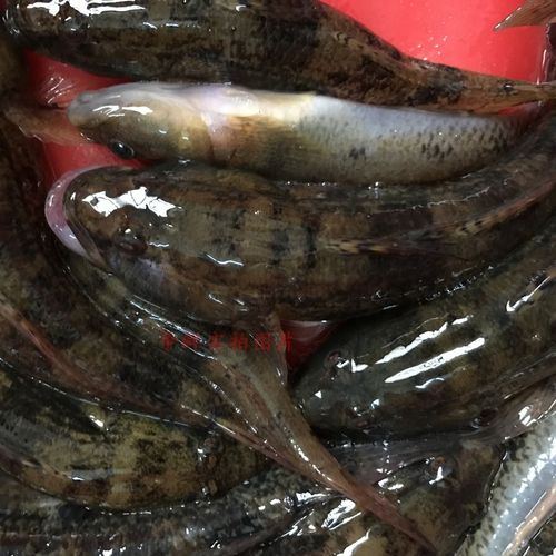 【争鲜海鲜】野生笋壳鱼 狗母鱼 鲜活海鱼500g 煮汤新鲜海鱼