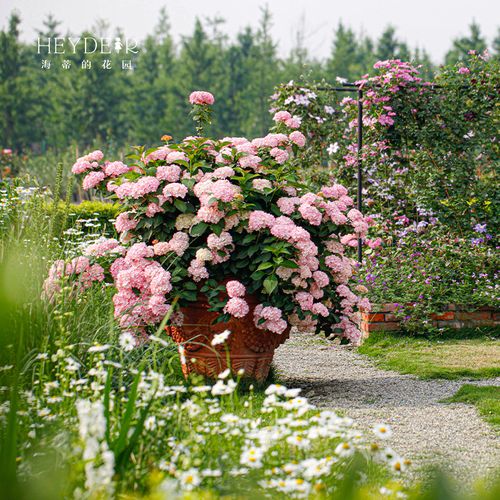 海蒂的花园无尽夏花手鞠海妈花园绣球花庭院阳台花卉盆栽绣球花苗