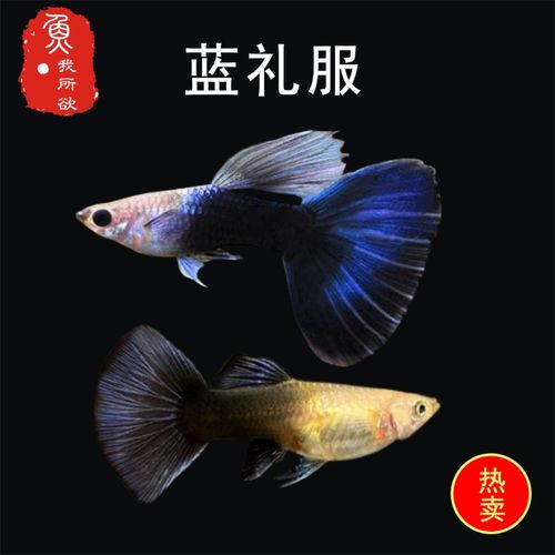 蓝礼服孔雀鱼孕母临产特大直接生小鱼胎生鱼孕鱼下崽狂魔鱼孕母