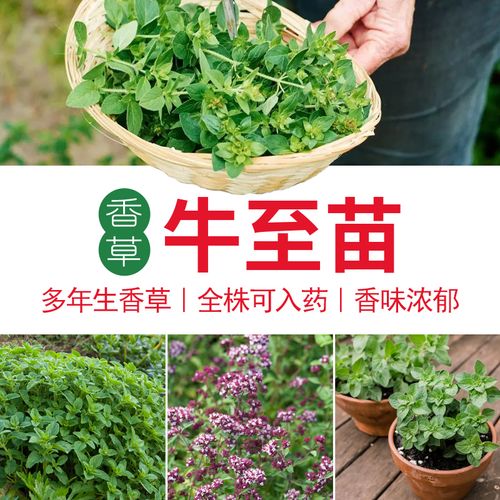牛至苗可食用香草四季室内植物秋冬季家用披萨草驱蚊香草盆栽苗子