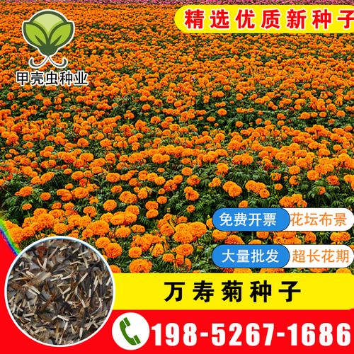 南非万寿菊种子非洲菊重瓣花种子四季开花不断种籽易活易种盆栽