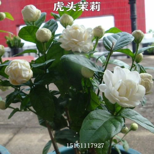 虎头茉莉花盆栽重瓣阳台植物宝珠笔尖双色带花苞浓香四季茉莉花苗