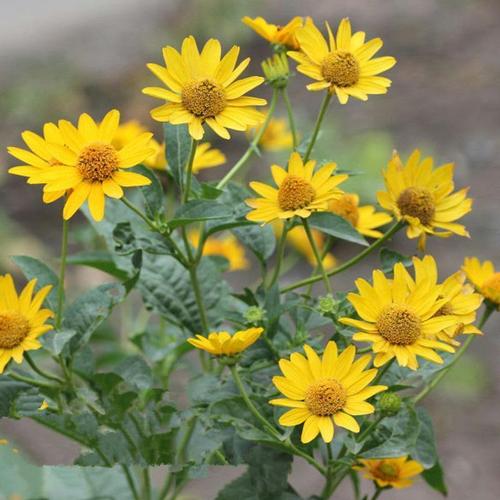 日光菊种子 景观花海草花赛菊芋宿根盆栽花籽耐寒耐阴