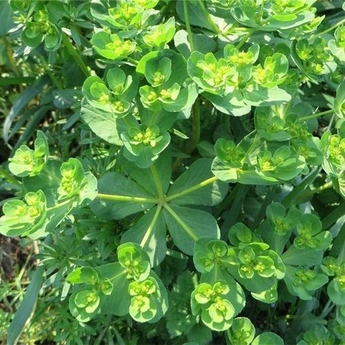 伟博新鲜草泽漆猫眼草猫儿眼睛草五朵云五灯草乳浆大戟500g 一斤