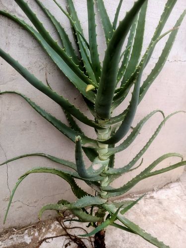 龙爪菊大中小苗,木立芦荟药用老叶干粉,龙爪鲜叶