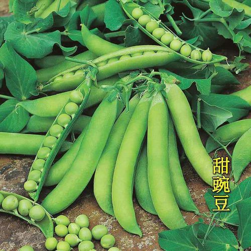 大夹荷兰豆种子可生吃软夹豆甜豌豆种子甜菜豌豆角四季播蔬菜种子