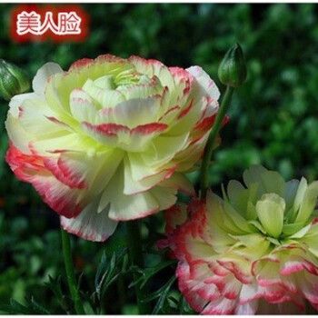 花毛莨种球种重瓣洋牡丹波斯毛茛芹叶牡丹根茎庭院盆栽花卉种子 美人