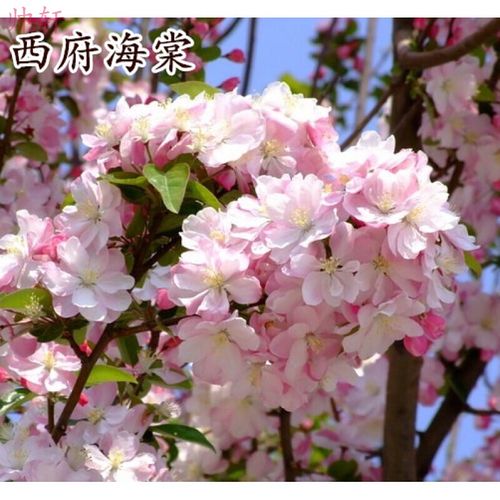 帅轩 高杆西府海棠苗垂丝海棠北美海棠树苗绿化苗木庭院风景海棠树苗