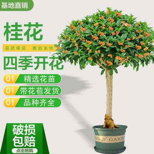 桂花树浓香型盆栽金桂丹桂四季桂精品老桩嫁接矮化盆景耐寒包成活