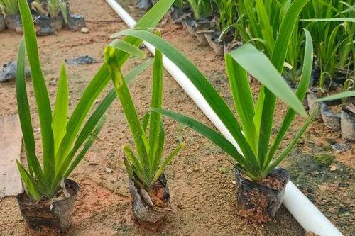 4/株 凤尾兰  燕尾兰