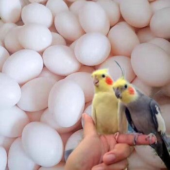 玄凤受精蛋鸟蛋可人工孵化玄风宠物鹦鹉虎皮原始种蛋手养鸟 4个玄凤