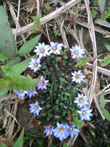 华南龙胆广地丁野生药材种苗种子新鲜全草观赏药用盆栽花卉中草药