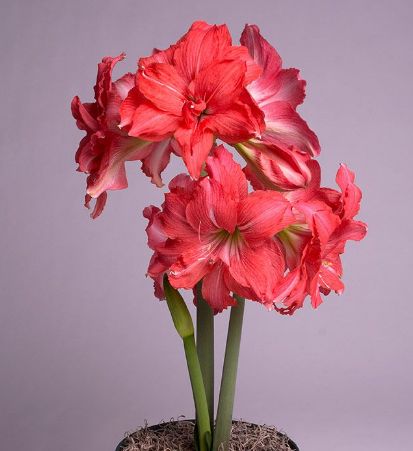 现货 芭蕾舞女 ballerina 南非进口朱顶红重瓣种球 荷兰花园艺
