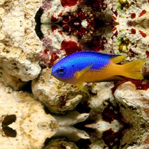 金肚魔雀鲷鱼海水观赏鱼海鱼活体水族宠物顺丰