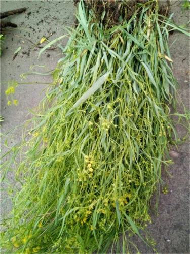 柴胡北柴胡全草柴胡干品论棵出售1元两棵质量好自然晒干非种植的