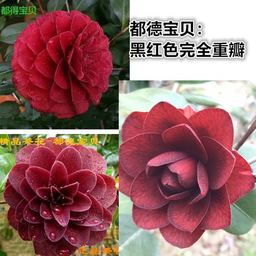 都德宝贝茶花 火焰茶花 圣诞帽 黑龙帕克雷欧 名贵品种