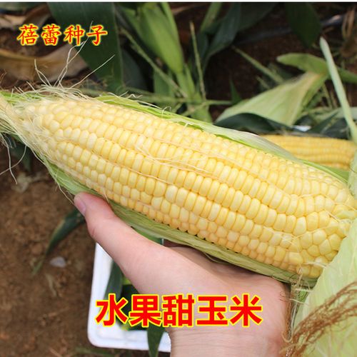 水果玉米种子大棒苞谷鲜食黄玉米种籽甜糯春夏秋季四季蔬菜种孑籽