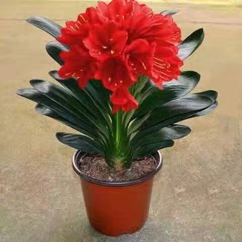 苗四季常青植物蝴蝶兰花苗抖音网红sn1784 炫红君子兰 专用肥 包成活