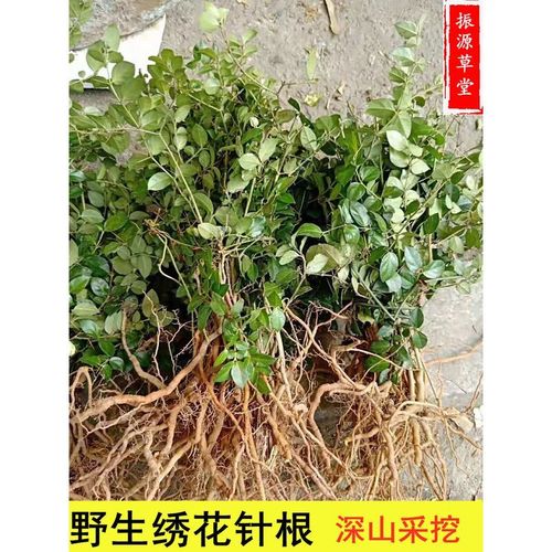 野生中药材 老虎刺中药材虎刺根 老鼠刺 绣花针根 伏牛花根 新鲜