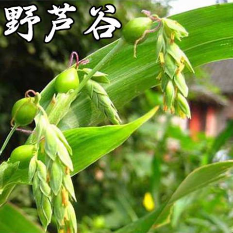 云南中草药 薏米根 薏苡 打碗子 新鲜药材 野生野芦谷根500克包邮