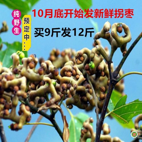 买2送1秦岭野生新鲜拐枣金钩子万寿果枳椇子鸡爪梨可泡酒1斤包邮