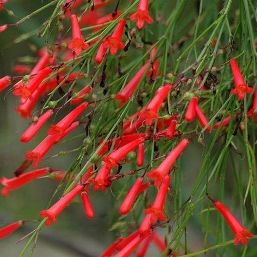 吉祥草爆竹花盆栽耐热阳台窗台庭院好养易活多年生可垂吊花卉绿植