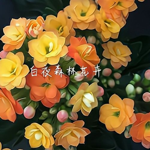 长寿花索尔丹带花苞重瓣大花宫灯绿巴黎室内阳台四季开花【5月18日发