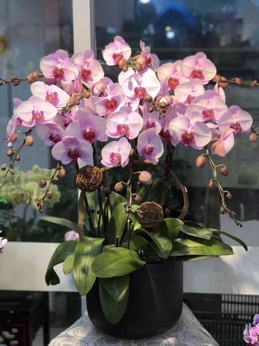 日本zg蝴蝶兰鲜花四季盆栽大粉花高档花卉礼品客厅商务前台开业乔