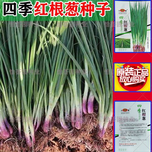 四季红根小香葱种子盆栽葱种红葱小葱种籽春季秋季四季阳台蔬菜孑