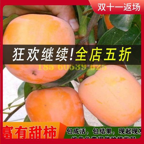 富有甜柿子树苗新品种果树苗日本脆甜柿苗盆栽地栽不