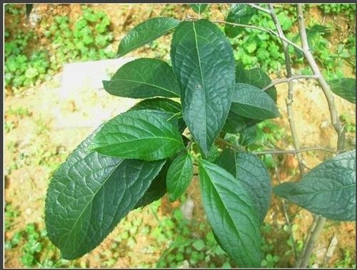 大别山野生杜仲树苗批发包成活中药材苗木庭院植物盆栽大小苗木