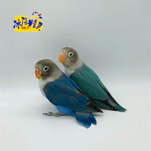 冰海精灵 鸟活物牡丹鹦鹉活体虎皮鹦鹉玄风中小型宠物鸟手养说话观赏