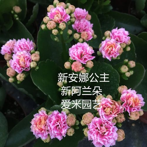 爱米园艺长寿花重瓣盆栽绿植花卉alano阿兰朵安娜公主-新安娜公主